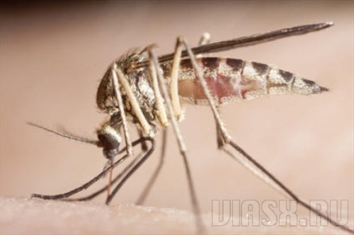 Комары являются одними из самых опасных животных для человека