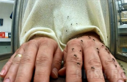 Ученые разрабатывают "плащ-невидимку" для спасения от комаров